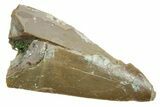 Fossil Triassic Reptile (Postosuchus?) Tooth - Arizona #362418-1